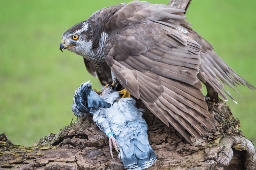 allontanamento volatili falconeria