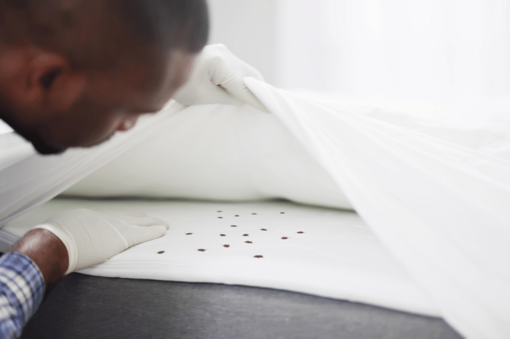 cimice letto puntura