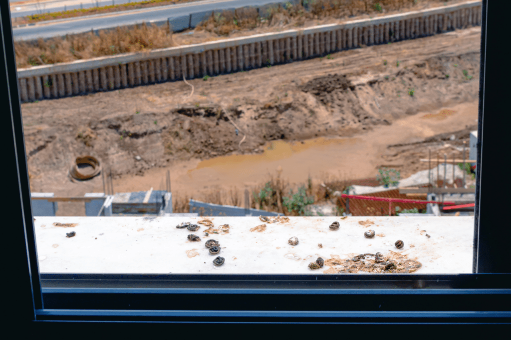 disinfestazione guano piccioni