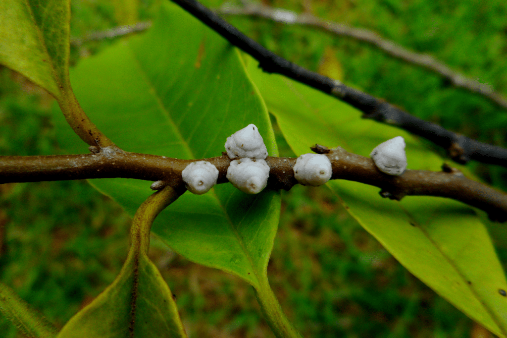 cocciniglia come combatterla