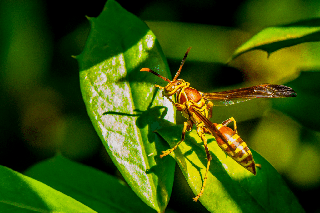eliminare api e vespe