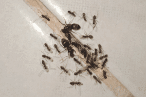 formiche nella lavastoviglie bicarbonato