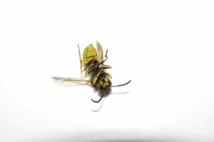 comportamento delle vespe in inverno comportamento delle vespe in inverno