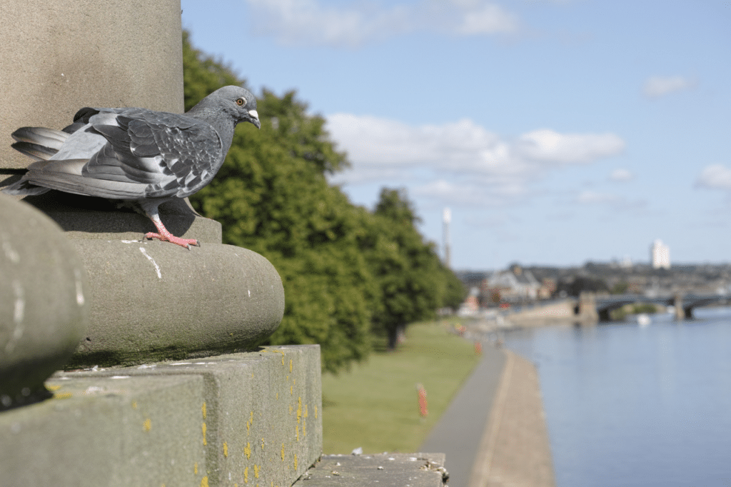 disinfezione guano piccioni