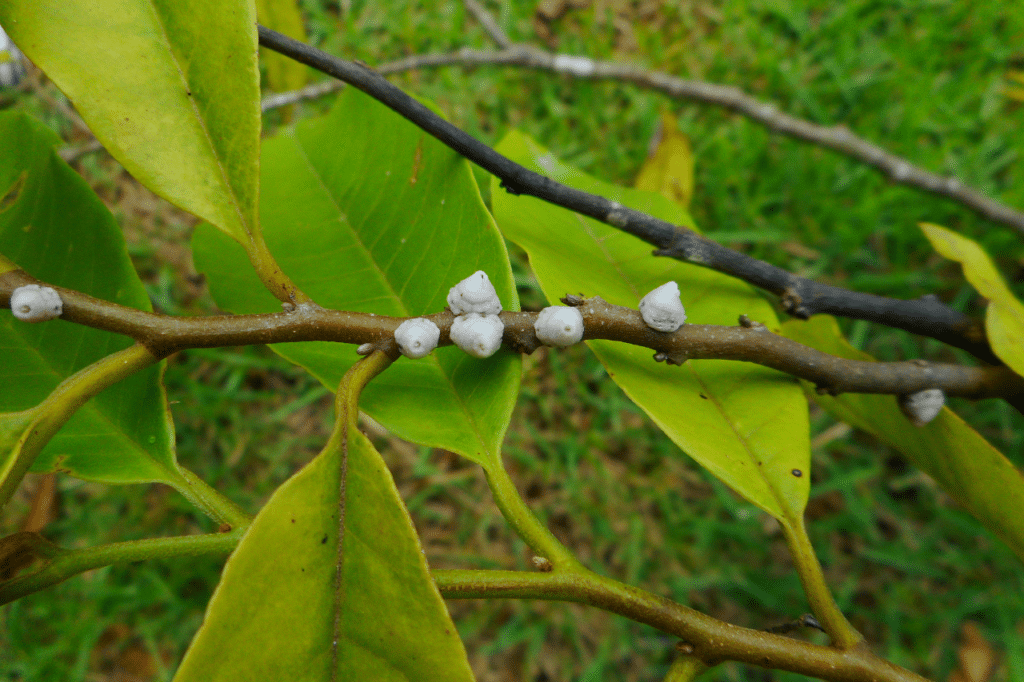 cocciniglie come combatterle