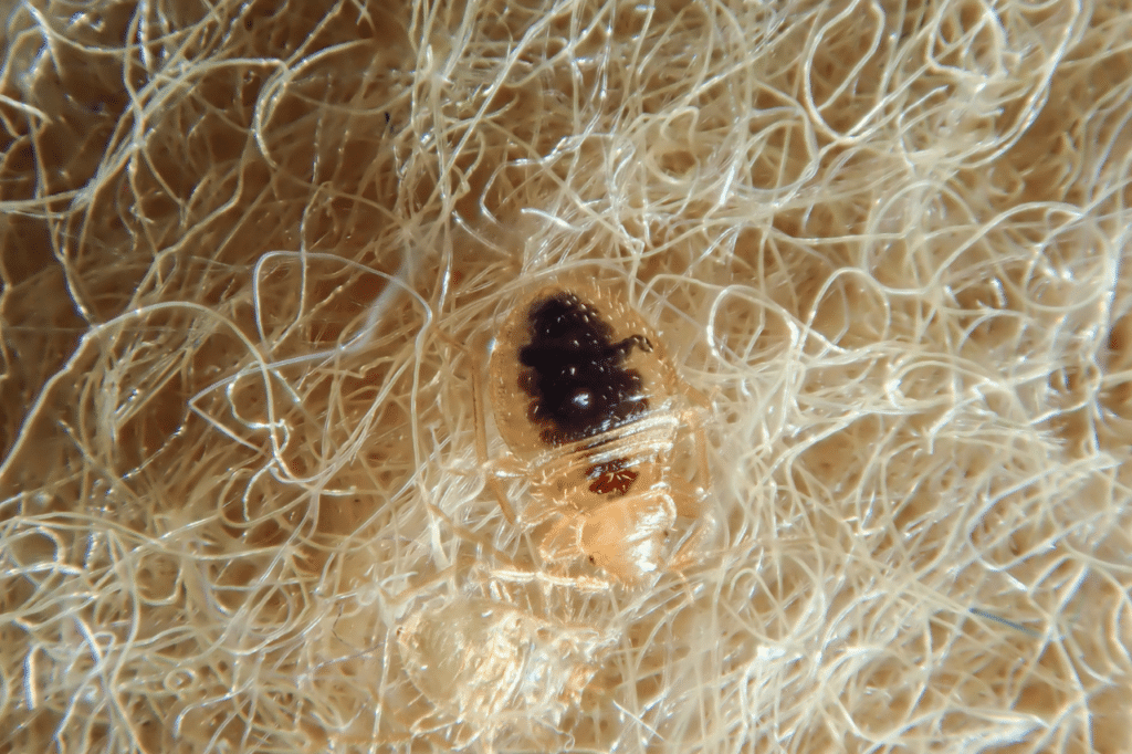 cimice del viaggiatore in casa