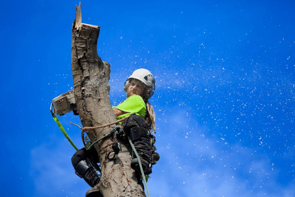 abbattimento controllato degli alberi
