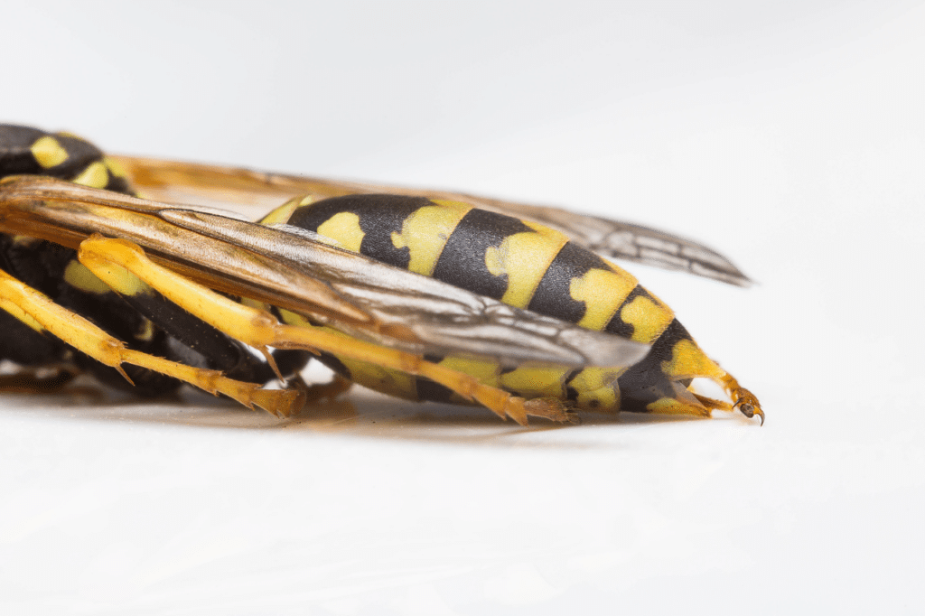 eliminare vespe giardino