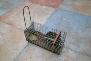 servizio smaltimento esche rodenticide normativa