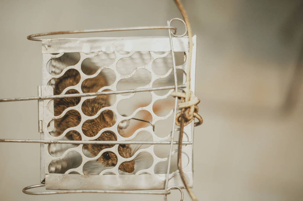 derattizzazione ecologica fai da te