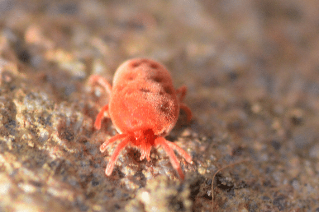 acari parassiti dei polli