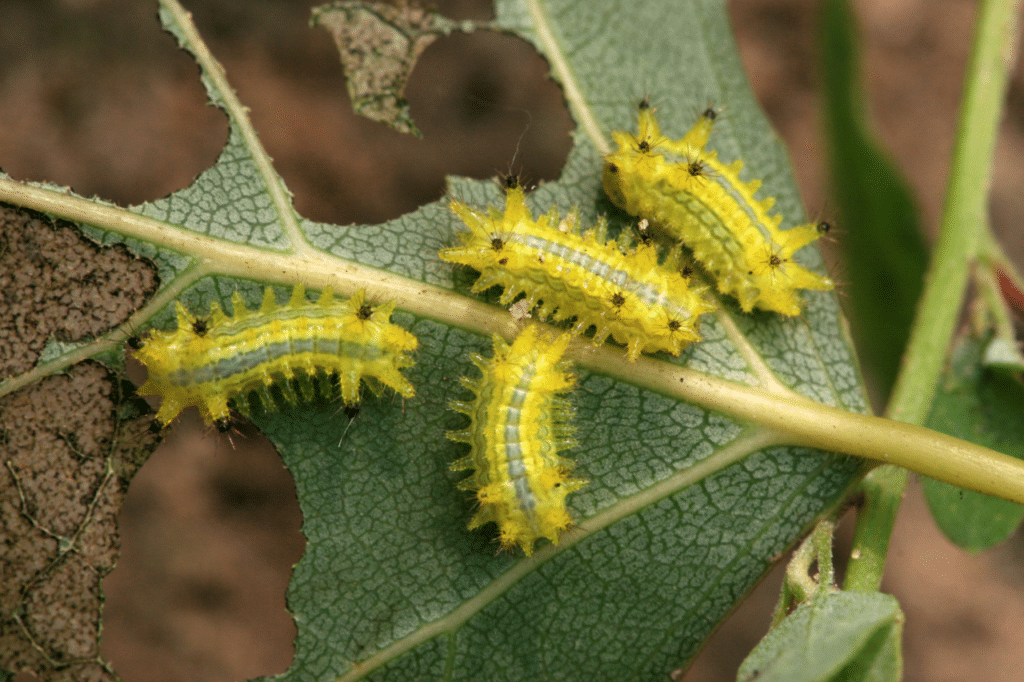Ciclo vitale dei lepidotteri