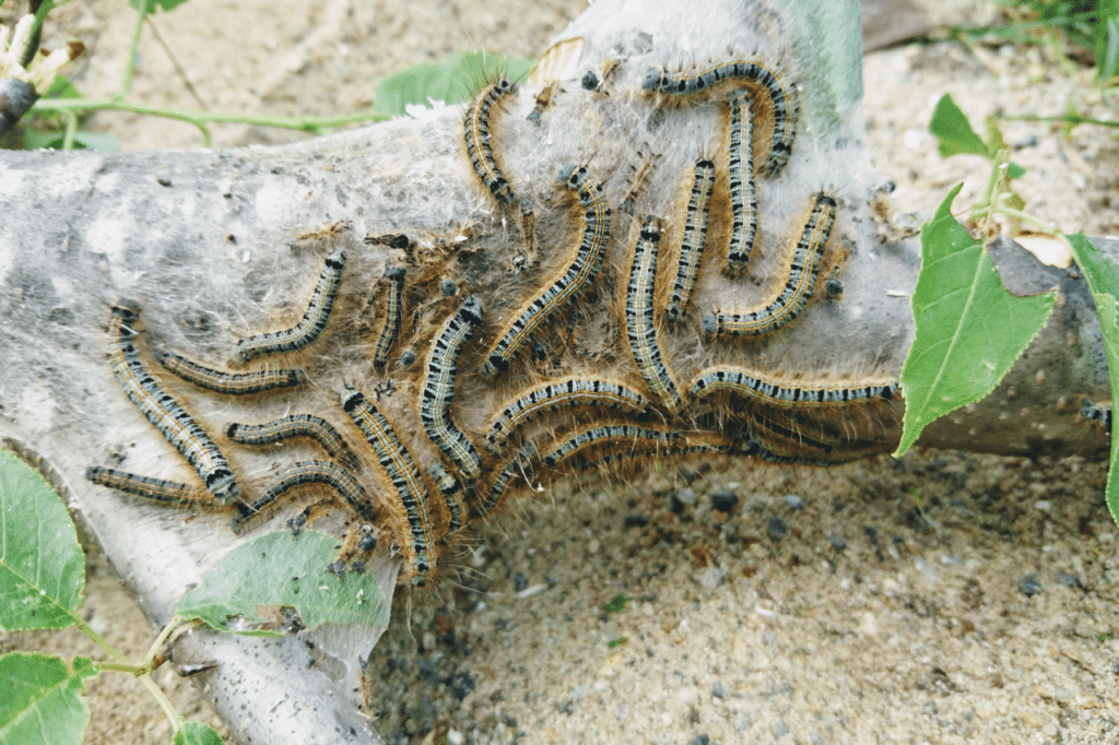 disinfestazione di processionarie