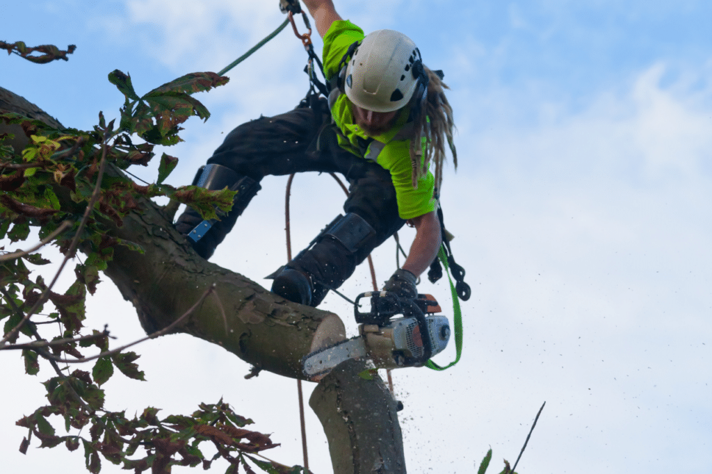 abbattimento controllato di alberi