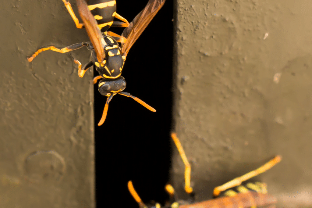 eliminazione nidi vespe