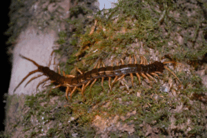 scolopendra cingulata 