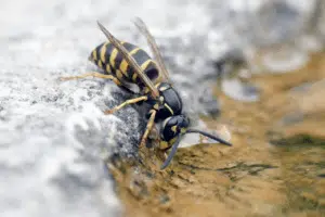 vespe dormienti vespe dormienti