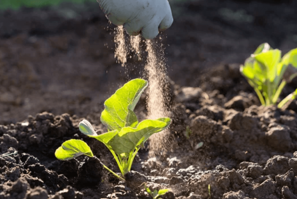 Pesticida in polvere mentre viene distribuito su una pianta coltivata