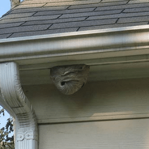 cosa fare quando vediamo un nido di vespe sul tetto