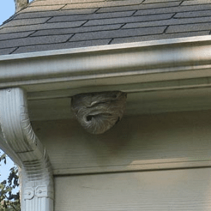cosa fare quando vediamo un nido di vespe sul tetto