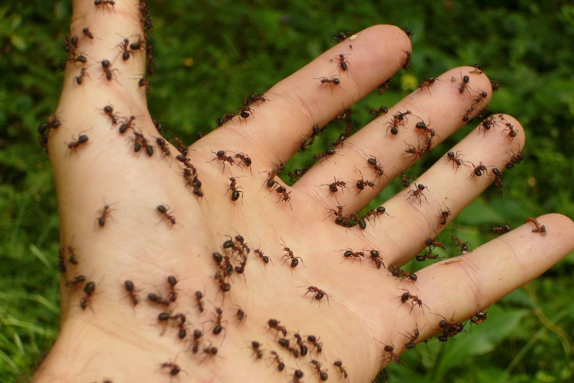 disinfestazione formiche costo